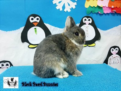 Netherland Dwarf Nd Pair/ Sepasang - Netherland Dwarf Rabbit