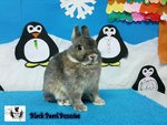 Netherland Dwarf Nd Pair/ Sepasang - Netherland Dwarf Rabbit