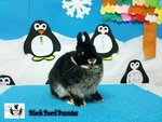 Netherland Dwarf Nd Pair/ Sepasang - Netherland Dwarf Rabbit