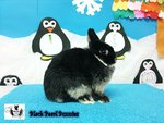 Netherland Dwarf Nd Pair/ Sepasang - Netherland Dwarf Rabbit