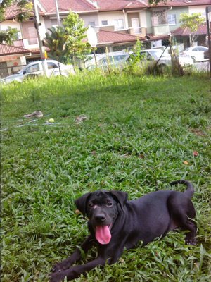 Frisky - Labrador Retriever Mix Dog