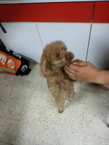 Lucky - Poodle Dog