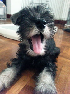 Bumper - Schnauzer Dog