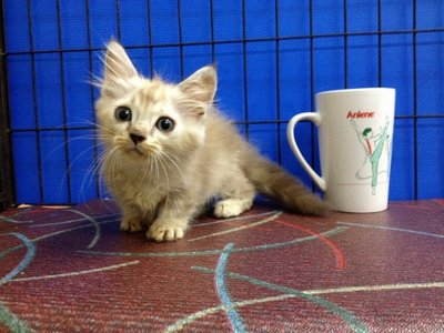 Sweety - Munchkin Cat
