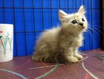 Sweety - Munchkin Cat