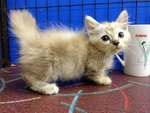 Sweety - Munchkin Cat