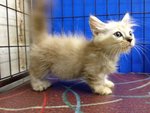 Sweety - Munchkin Cat