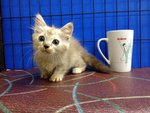 Sweety - Munchkin Cat