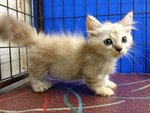 Sweety - Munchkin Cat