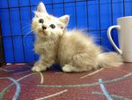 Sweety - Munchkin Cat