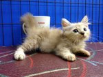 Sweety - Munchkin Cat