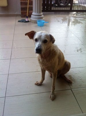 Lucky - Mixed Breed Dog