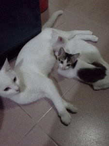 White &amp; Zack - Domestic Short Hair + Tabby Cat