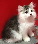 Persian (Dlh) Kitten Black&amp;white - Persian Cat