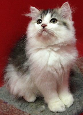 Persian (Dlh) Kitten Black&amp;white - Persian Cat