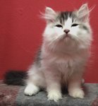 Persian (Dlh) Kitten Black&amp;white - Persian Cat