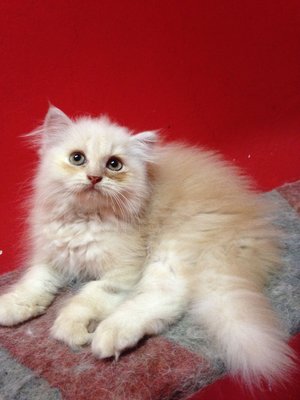 Persian Cat (Dlh) Cream - Persian Cat