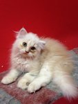 Persian Cat (Dlh) Cream - Persian Cat