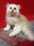 Persian Cat (Dlh) Cream - Persian Cat