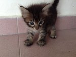 My name is kitten 1