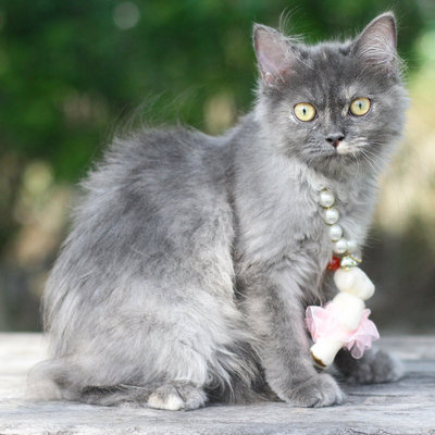 Lilo - Persian Cat