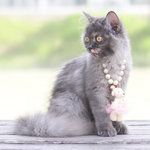 Lilo - Persian Cat