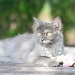 Lilo - Persian Cat