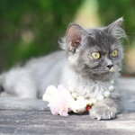 Lilo - Persian Cat