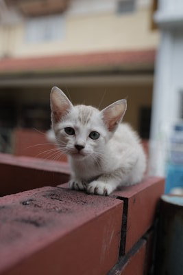 Summer - Domestic Short Hair Cat