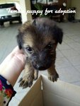 2 Puppies - Mixed Breed Dog