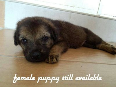 2 Puppies - Mixed Breed Dog