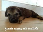 2 Puppies - Mixed Breed Dog