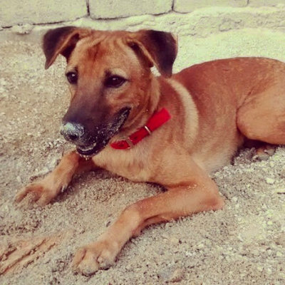 Handsome - Belgian Shepherd Malinois Mix Dog