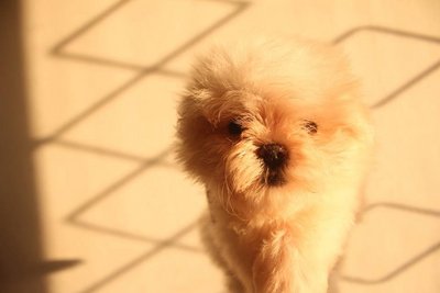 Taiwan Line Tiny Maltese - Maltese Dog