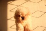 Taiwan Line Tiny Maltese - Maltese Dog