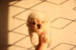 Taiwan Line Tiny Maltese - Maltese Dog