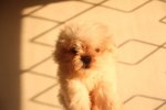 Taiwan Line Tiny Maltese - Maltese Dog