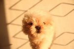 Taiwan Line Tiny Maltese - Maltese Dog