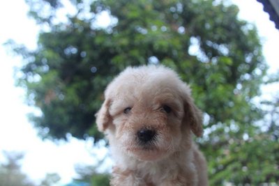 Taiwan Line Mini Poodle - Poodle Dog