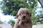 Taiwan Line Mini Poodle - Poodle Dog