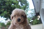 Taiwan Line Mini Poodle - Poodle Dog