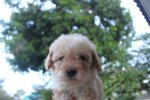 Taiwan Line Mini Poodle - Poodle Dog