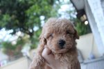 Taiwan Line Mini Poodle - Poodle Dog