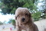 Taiwan Line Mini Poodle - Poodle Dog