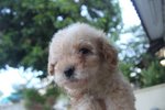 Taiwan Line Mini Poodle - Poodle Dog