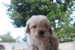 Taiwan Line Mini Poodle - Poodle Dog