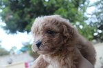 Taiwan Line Mini Poodle - Poodle Dog