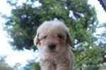 Taiwan Line Mini Poodle - Poodle Dog