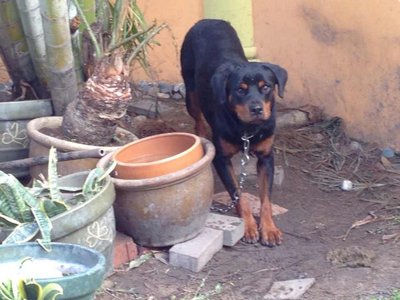           Boy - Rottweiler Dog