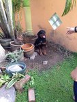           Boy - Rottweiler Dog